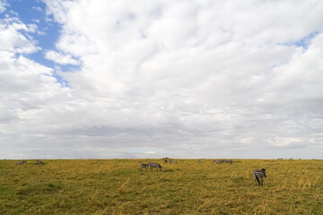Magnificent view of large clouds and zebras in the wide skies of the African savanna (Masai Mara National Reserve, Kenya)
