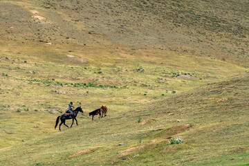 horses graze in the meadow. horses graze at the foot of the mountains. pets walk in the steppe