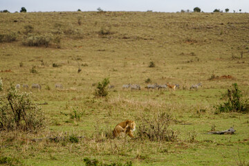 Naklejka na ściany i meble Wild female lion grooming in the African savanna (Masai Mara National Reserve, Kenya)