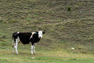cows graze in the meadow. cows graze at the foot of the mountains. pets walk in the steppe