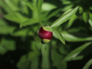 Purple peony bud on green background
