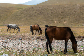 horses graze in the meadow. horses graze at the foot of the mountains. pets walk in the steppe