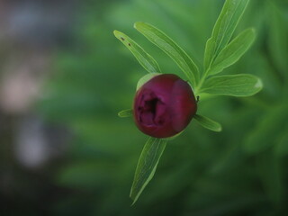Purple peony bud on green background