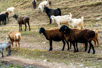 Fototapeta premium sheep graze in the meadow. sheep graze at the foot of the mountains. pets walk in the steppe