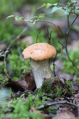 Close-up shot of a mushroom in the forest