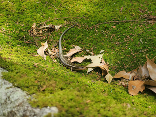 Lizard on Moss