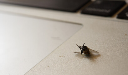 Close up of dead insect on laptop.
