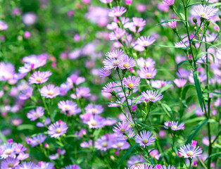 Aster amellus blooms in the ecological garden on a sunny spring morning. Purple flowers symbolize loyalty and sadness