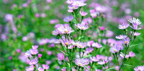 Fototapeta premium Aster amellus blooms in the ecological garden on a sunny spring morning. Purple flowers symbolize loyalty and sadness