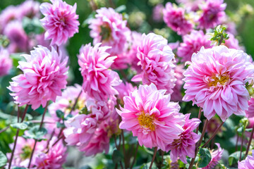 Obraz premium Dahlia blooms in an ecological garden, a perennial tuber plant that usually blooms in summer and fall, originated from Mexico. Flowers are used to decorate the space and freshen the air