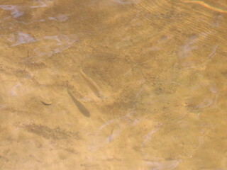 Transparent water over the sand illuminated by the sun