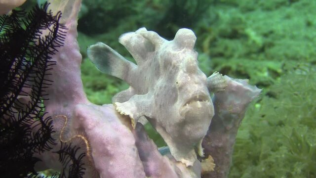 pale lilac version of painted frogfish sitting on a sponge or coral,  slightly moving