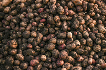 potatoes, harvest, food, vegetables, spices, brown, red, black, dry, texture, ingredient, close-up, macro, led, healthy, organic, nature, agriculture, sweet, market, autumn, fresh, cooking