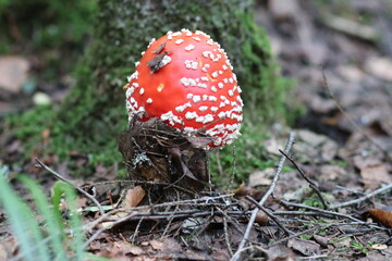 Close-up shot of a mushroom in the forest