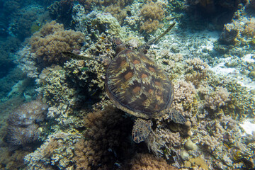 フィリピン、ビサヤ地方、ボホール州、パングラオ島近くのバリカサグ島でダイビングした時に見られるウミガメ Sea turtle seen while diving at Balicasag Island, near Panglao Island, Bohol Province, Visayas, Philippines.