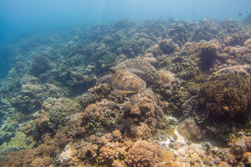 フィリピン、ビサヤ地方、ボホール州、パングラオ島近くのバリカサグ島でダイビングした時に見られるウミガメ Sea turtle seen while diving at Balicasag Island, near Panglao Island, Bohol Province, Visayas, Philippines.