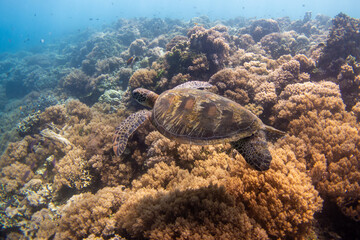 フィリピン、ビサヤ地方、ボホール州、パングラオ島近くのバリカサグ島でダイビングした時に見られるウミガメ Sea turtle seen while diving at Balicasag Island, near Panglao Island, Bohol Province, Visayas, Philippines.