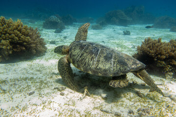 Obraz premium フィリピン、ビサヤ地方、ボホール州、パングラオ島近くのバリカサグ島でダイビングした時に見られるウミガメ Sea turtle seen while diving at Balicasag Island, near Panglao Island, Bohol Province, Visayas, Philippines.
