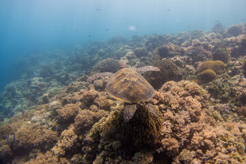 Fototapeta na wymiar フィリピン、ビサヤ地方、ボホール州、パングラオ島近くのバリカサグ島でダイビングした時に見られるウミガメ Sea turtle seen while diving at Balicasag Island, near Panglao Island, Bohol Province, Visayas, Philippines.
