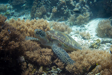 フィリピン、ビサヤ地方、ボホール州、パングラオ島近くのバリカサグ島でダイビングした時に見られるウミガメ Sea turtle seen while diving at Balicasag Island, near Panglao Island, Bohol Province, Visayas, Philippines.