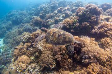 フィリピン、ビサヤ地方、ボホール州、パングラオ島近くのバリカサグ島でダイビングした時に見られるウミガメ Sea turtle seen while diving at Balicasag Island, near Panglao Island, Bohol Province, Visayas, Philippines.