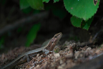 ニホンカナヘビ