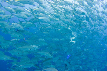 フィリピン、ビサヤ地方、ボホール州、パングラオ島近くのバリカサグ島でダイビングした時に見られるギンガメアジ Bigeye trevally seen while diving at Balicasag Island, near Panglao Island, Bohol Province, Visayas, Philippines.