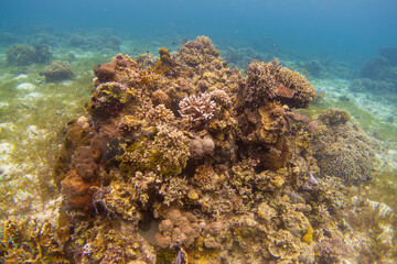 フィリピン、ビサヤ地方、ボホール州、パングラオ島近くのバリカサグ島でダイビングしている風景  Scenery of diving in Balicasag Island near Panglao Island, Bohol Province, Visayas, Philippines. 