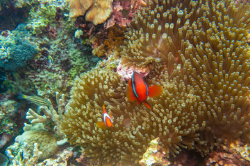 フィリピン、ビサヤ地方、ボホール州、パングラオ島近くのバリカサグ島でダイビングしている風景  Scenery of diving in Balicasag Island near Panglao Island, Bohol Province, Visayas, Philippines. 