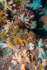 フィリピン、ビサヤ地方、ボホール州、パングラオ島近くのバリカサグ島でダイビングしている風景  Scenery of diving in Balicasag Island near Panglao Island, Bohol Province, Visayas, Philippines. 