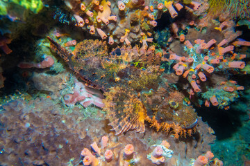 フィリピン、ビサヤ地方、ボホール州、パングラオ島近くのバリカサグ島でダイビングしている風景  Scenery of diving in Balicasag Island near Panglao Island, Bohol Province, Visayas, Philippines. 