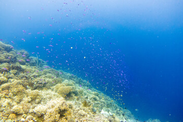フィリピン、ビサヤ地方、ボホール州、パングラオ島近くのバリカサグ島でダイビングしている風景  Scenery of diving in Balicasag Island near Panglao Island, Bohol Province, Visayas, Philippines. 