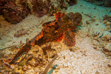 フィリピン、ビサヤ地方、ボホール州、パングラオ島近くのバリカサグ島でダイビングしている風景  Scenery of diving in Balicasag Island near Panglao Island, Bohol Province, Visayas, Philippines. 