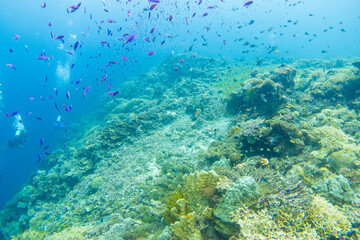 フィリピン、ビサヤ地方、ボホール州、パングラオ島近くのバリカサグ島でダイビングしている風景  Scenery of diving in Balicasag Island near Panglao Island, Bohol Province, Visayas, Philippines. 
