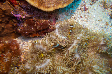 フィリピン、ビサヤ地方、ボホール州、パングラオ島近くのバリカサグ島でダイビングしている風景  Scenery of diving in Balicasag Island near Panglao Island, Bohol Province, Visayas, Philippines. 