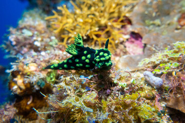 フィリピン、ビサヤ地方、ボホール州、パングラオ島近くのバリカサグ島でダイビングしている風景  Scenery of diving in Balicasag Island near Panglao Island, Bohol Province, Visayas, Philippines. 