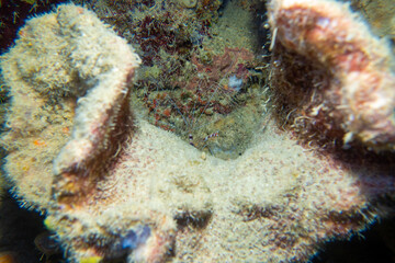 フィリピン、ビサヤ地方、ボホール州、パングラオ島近くのバリカサグ島でダイビングしている風景  Scenery of diving in Balicasag Island near Panglao Island, Bohol Province, Visayas, Philippines. 