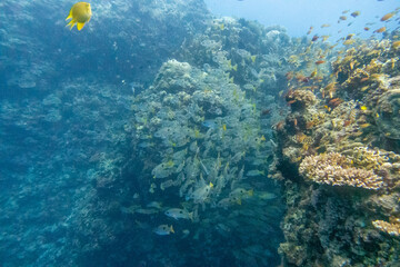 フィリピン、ビサヤ地方、ボホール州、パングラオ島近くのバリカサグ島でダイビングしている風景  Scenery of diving in Balicasag Island near Panglao Island, Bohol Province, Visayas, Philippines. 