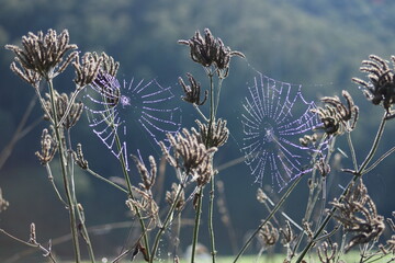 Spring time morning dew on spider web