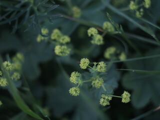 Small green flowers on a dark background