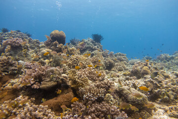 フィリピン、ビサヤ地方、ボホール州、パングラオ島近くのバリカサグ島でダイビングしている風景  Scenery of diving in Balicasag Island near Panglao Island, Bohol Province, Visayas, Philippines. 