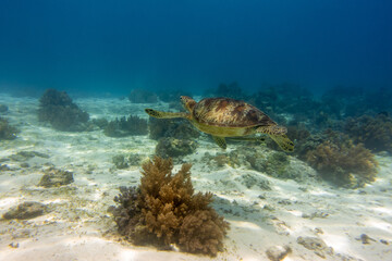 フィリピン、ビサヤ地方、ボホール州、パングラオ島近くのバリカサグ島でダイビングしている風景  Scenery of diving in Balicasag Island near Panglao Island, Bohol Province, Visayas, Philippines. 