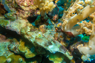 フィリピン、ビサヤ地方、ボホール州、パングラオ島近くのバリカサグ島でダイビングしている風景  Scenery of diving in Balicasag Island near Panglao Island, Bohol Province, Visayas, Philippines. 
