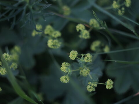 Small Green Flowers On A Dark Background