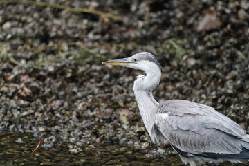 grey heron in the pond