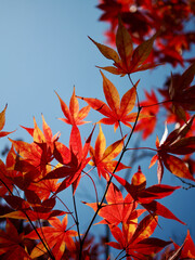 가을 단풍나무잎 풍경 배경