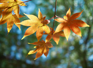 가을 단풍나무잎 풍경 배경