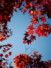 가을 단풍나무잎 풍경 배경