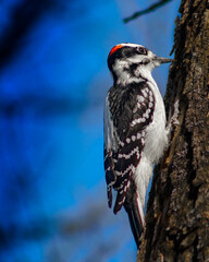 woodpecker in tree
