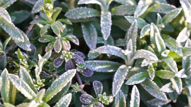 Selective focus. First frost on a frozen field plants, late autumn close-up. Beautiful abstract frozen microcosmos pattern. Freezing weather frost action in nature. Floral backdrop.